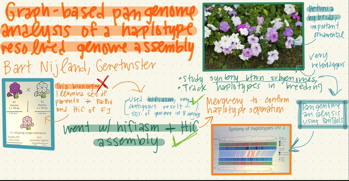 Enjoyed presenting the results of haplotype-resolved Petunia assemblies and graph-based pangenomes at #AGBTAG22! @pvdam3 @lidijaberke <a href="/genetwister/">Genetwister Technologies</a> <a href="/agbt/">AGBT Meeting</a> Love the artwork by <a href="/harlyjaned/">Harly Durbin Rowan</a>!