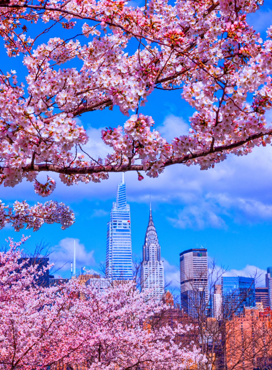 Beautiful #spring blossoms today in #NYC.