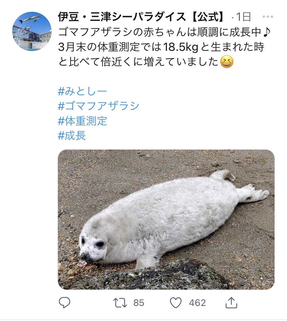 @minomushimaro いまならゴマフアザラシの赤ちゃんも見れますよ〜！ 
