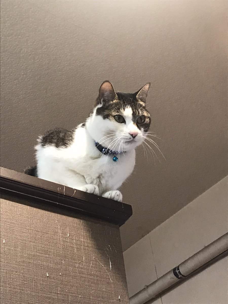 kaminoyu0521's tweet photo. こたまが急死しました。突然呼吸が荒くなり、すぐに入院治療しましたが、翌日の朝方亡くなりました。
こたまのいない店は辛すぎますが、お客様が一緒に悲しんでくださり、慰められています。今頃はたま母さんと会えて喜んでいると思います。可愛がってくださった皆様、本当にありがとうございました。 https://t.co/GcR9L2FPnI