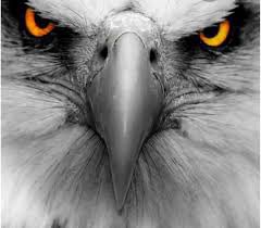 BloomDeFi's tweet image. A scream echoes through the trees of the Dark Forest! Night has become dark and thick with fog. The line between predator and pray is blurred. Do you have what it takes to venture in?

$2,500 bounty on the first Predator’s head! #NFT #JoinTheHerd #Mint one and collect your Prize!