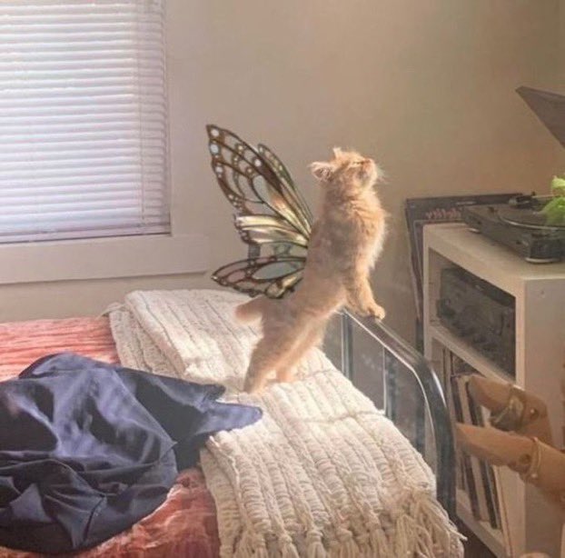 heartipink's tweet photo. cat fairy https://t.co/5NqmAIfVes