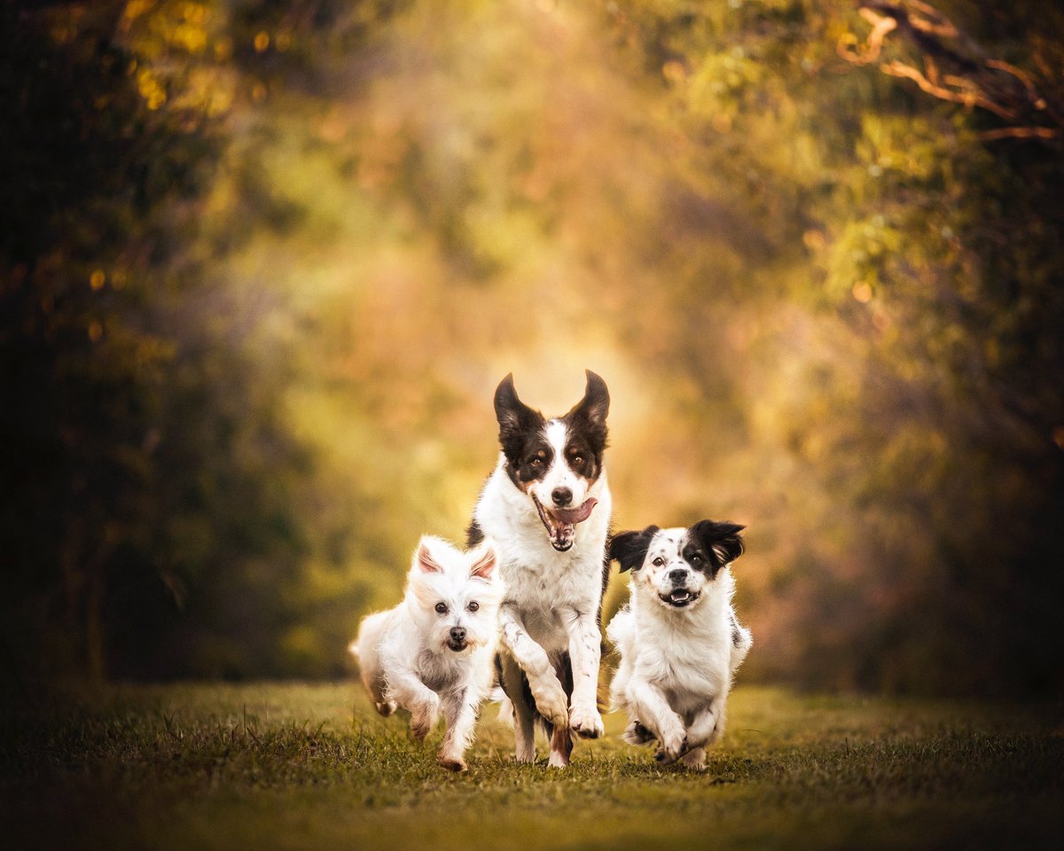 Courtraits tweet media