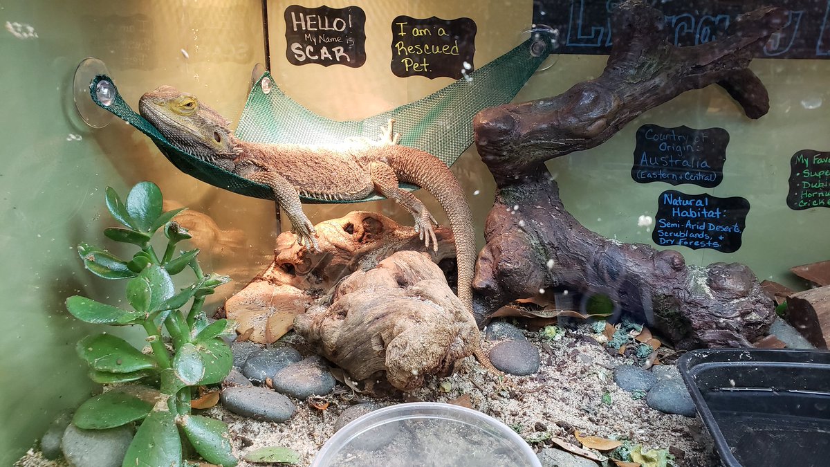 Worked w/an 8th grade ELA class on an Escape Room. Students were detectives solving the clues using information from the text "Lamb to the Slaughter" while Detective Scar supervised their work from his perch. Loved the buzz &amp; excitement that filled the MC. #BCMSReads #FCPSReads