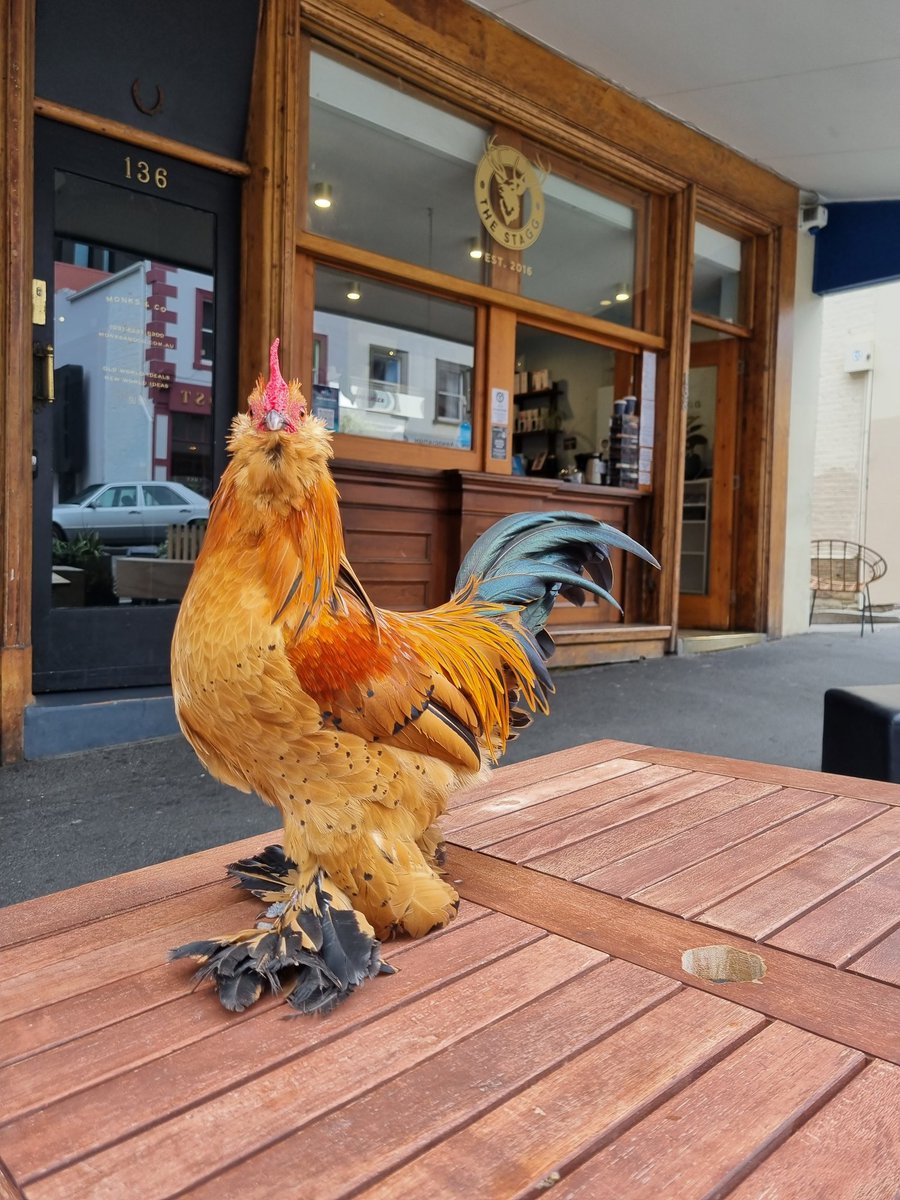 Teapot the rooster 🐓🫖 tweet media