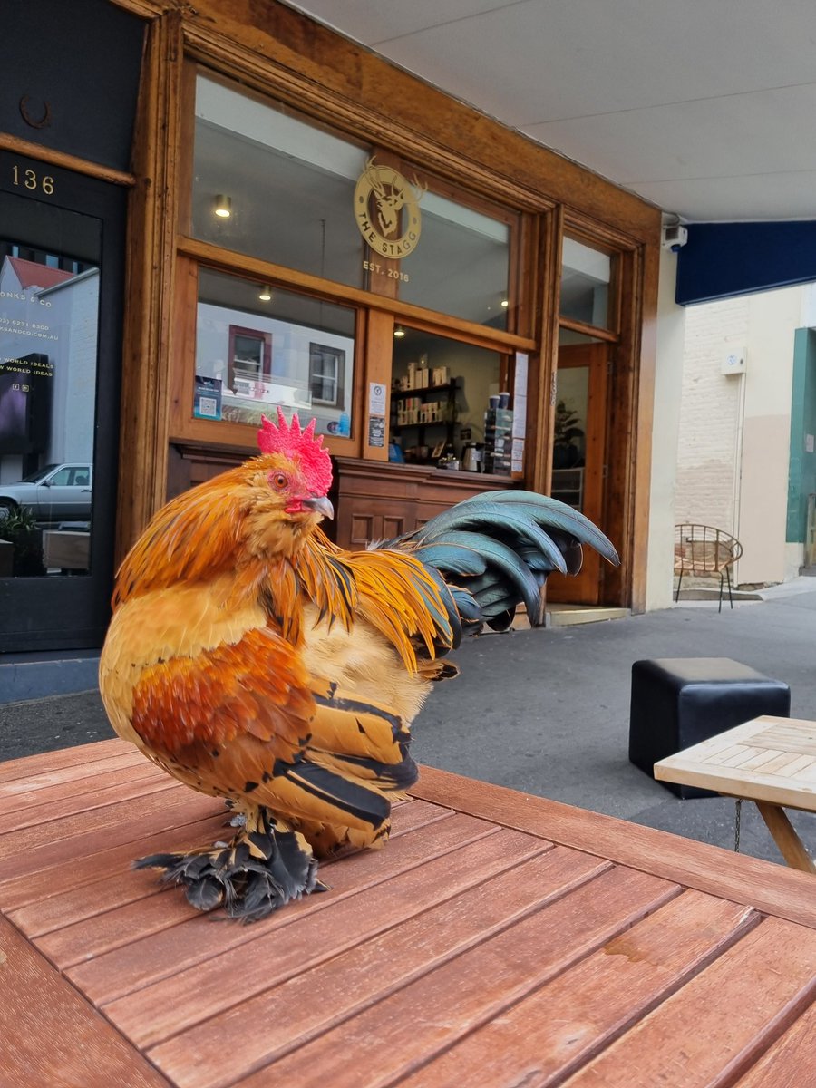 Teapot the rooster 🐓🫖 tweet media