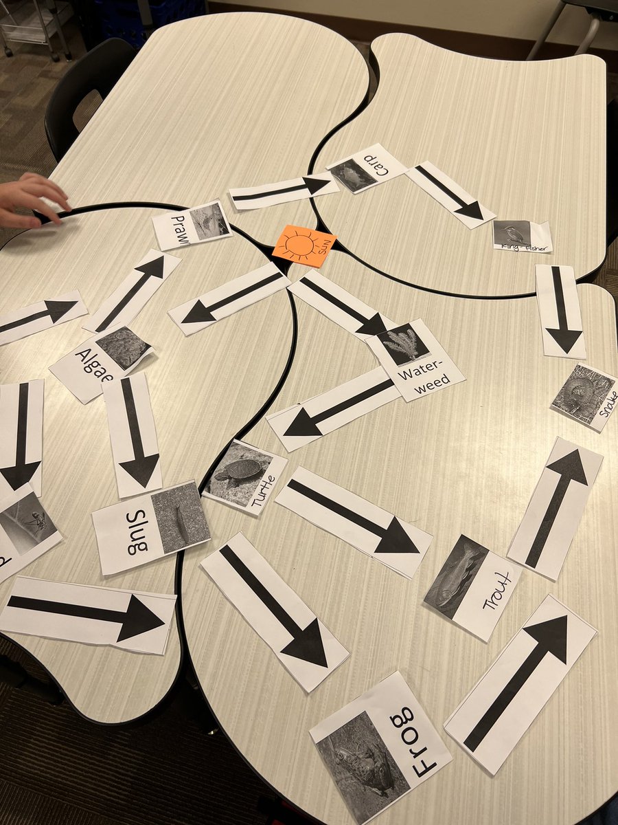 How many different ways can energy flow through an ecosystem? How can a primary consumer also be a secondary consumer? Ask a fifth grade scientist! Lots of fun arranging and rearranging food webs today. ☀️🌿🐟🦐🐸🦆🐍
