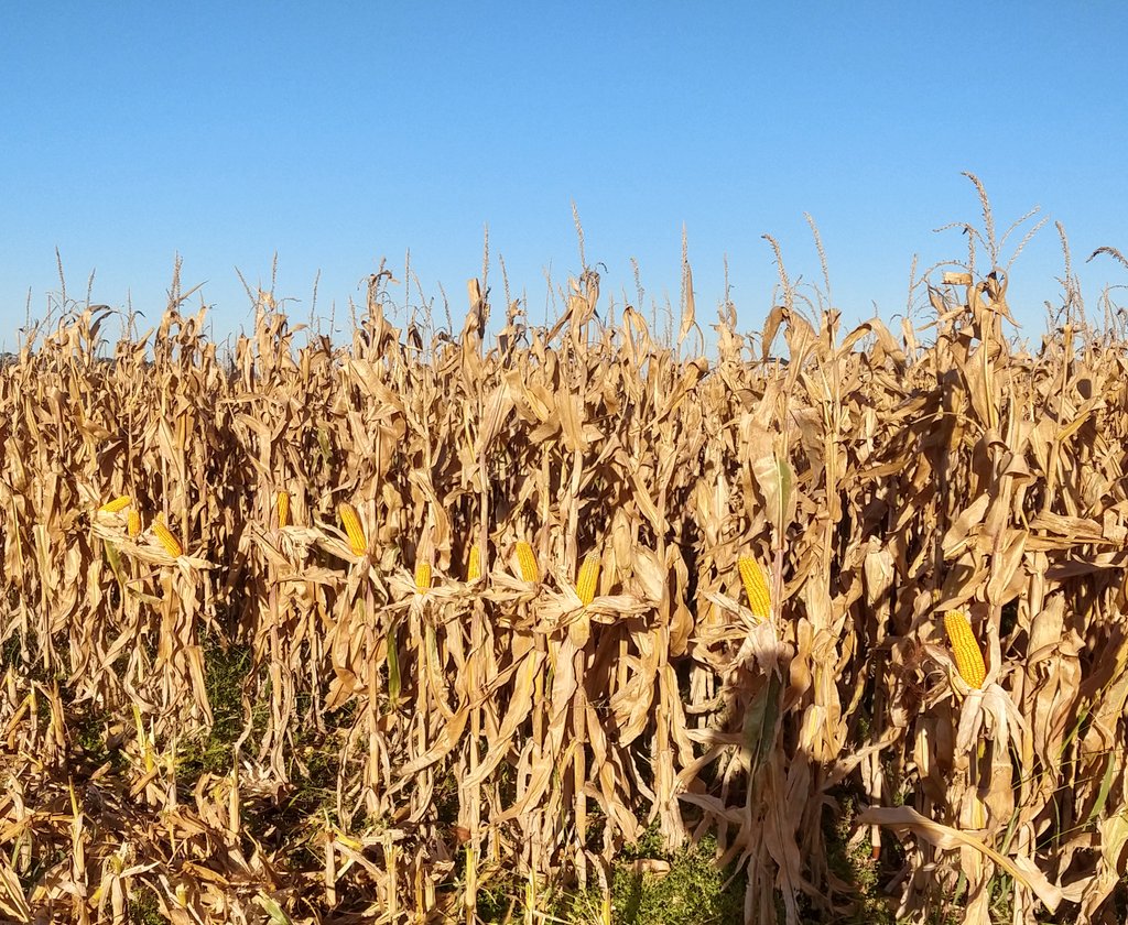 Largamos cosecha de #Maiz primicia en #Tandil. Rinde entre 6400/6700 Kg/ha con 16 Hº, ciclo corto floración 28/12, se banco la seca de enero y la #helada de noviembre. Más que contentos!
La evolución #genética de los maíces de estos últimos años es una cosa de locos.
#agronomía