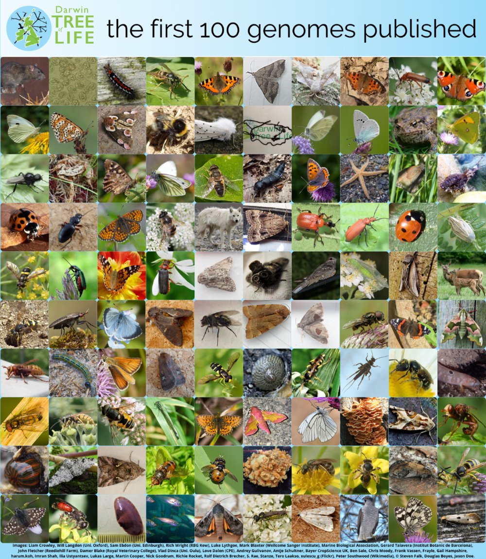 darwintreelife's tweet photo. ๐๐งฌA massive milestone for the #DarwinTreeOfLife project... 100 high-quality reference #genomes assembled and published as #GenomeNotes - free and open to researchers worldwide!
Discover how we sampled and sequenced each species via our website๐
https://t.co/g2wCFhmDDJ https://t.co/lfwjwbSvR3