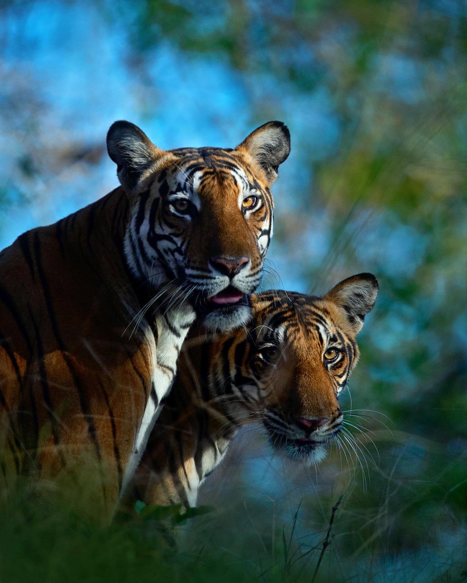 MithunH5's tweet photo. Mother’s Love
.
An endearing moment of a Tiger cub greeting his mother in the soft winter light. He is ecstatic after not seeing her for several days.
.
#tiger #kabini #wildlife #nature #mithunhphotography #privatesafari https://t.co/gmx0NOfnfW