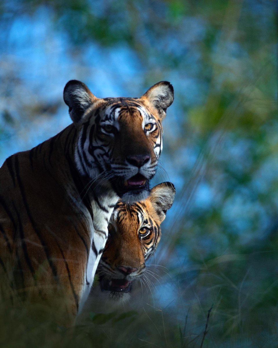 MithunH5's tweet photo. Mother’s Love
.
An endearing moment of a Tiger cub greeting his mother in the soft winter light. He is ecstatic after not seeing her for several days.
.
#tiger #kabini #wildlife #nature #mithunhphotography #privatesafari https://t.co/gmx0NOfnfW