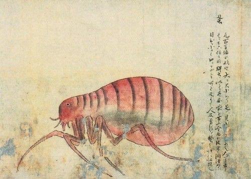 NHM_Fleas tweet media