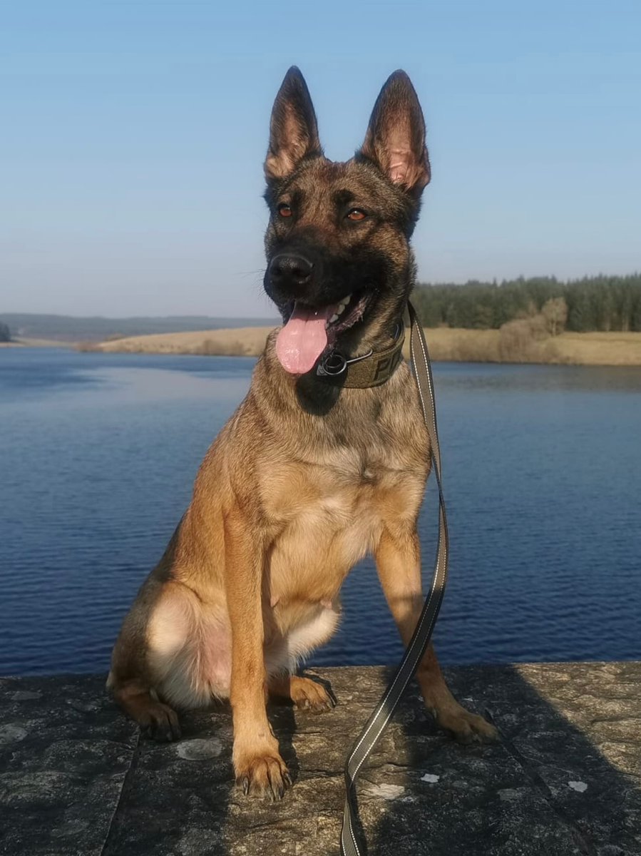 ChNWPoliceDogs's tweet photo. Great work by PD Skye and handler overnight as they assisted colleagues in North Wales at a domestic assault incident.
Skye searched a building locating the suspect, she then went on to search a country lane locating a weapon used in the assault.
#PDSkye #1inthecells https://t.co/HjvpbqyxFK