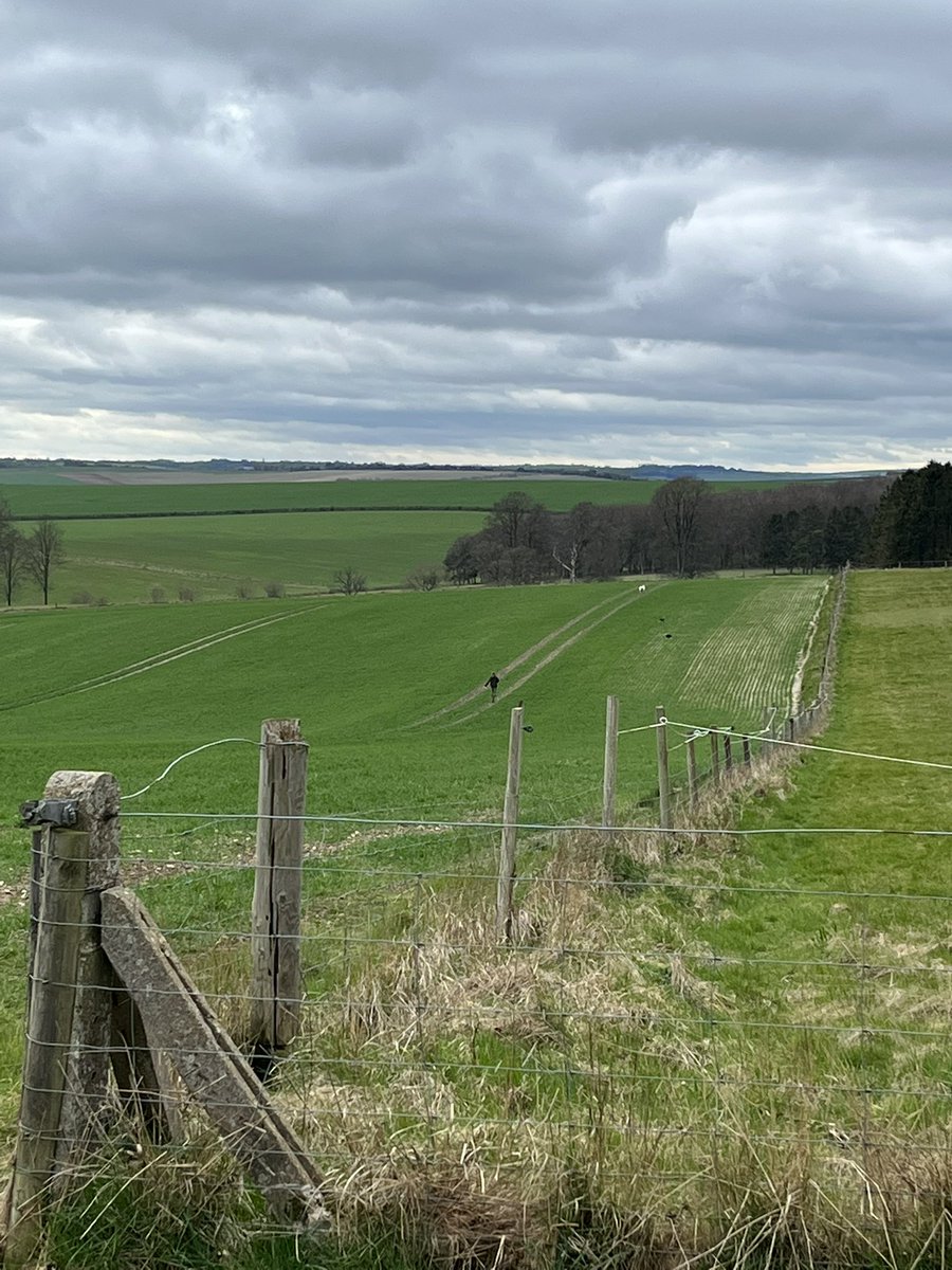 Childs295Greg's tweet photo. Bosses sheep went walk about again yesterday, going to find them became a bit of a scenic tour on the #wessexdowns #lambourne # https://t.co/yLL4IJvKi2