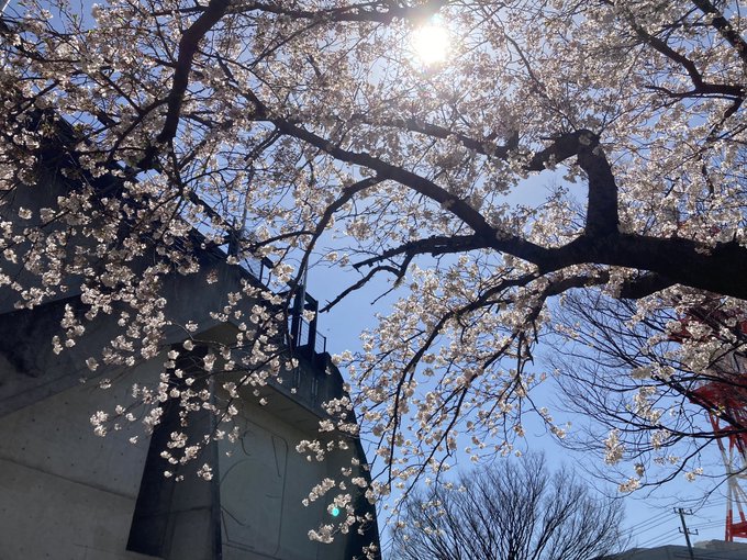 私が撮ると映えません(涙) 