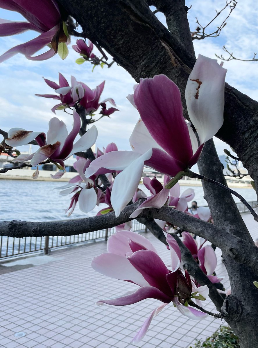 Margaux2004's tweet image. 大好きな紫木蓮(シモクレン)に出逢って、じっくり拝見💜

#magnolia
#sumidariverterrace
#springintokyo