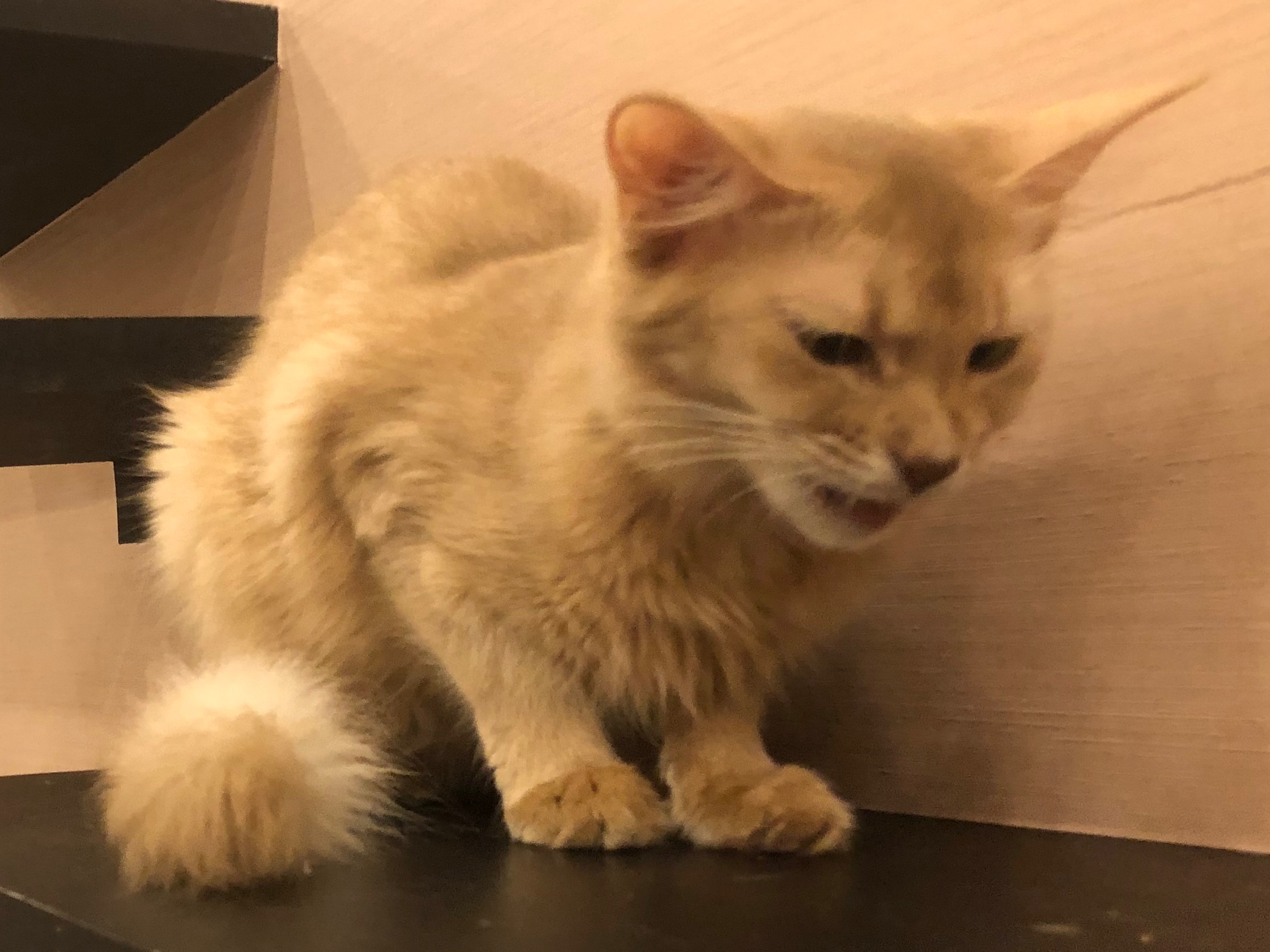 にっぽん猫カフェめぐり Catcafe Meguri Twitter