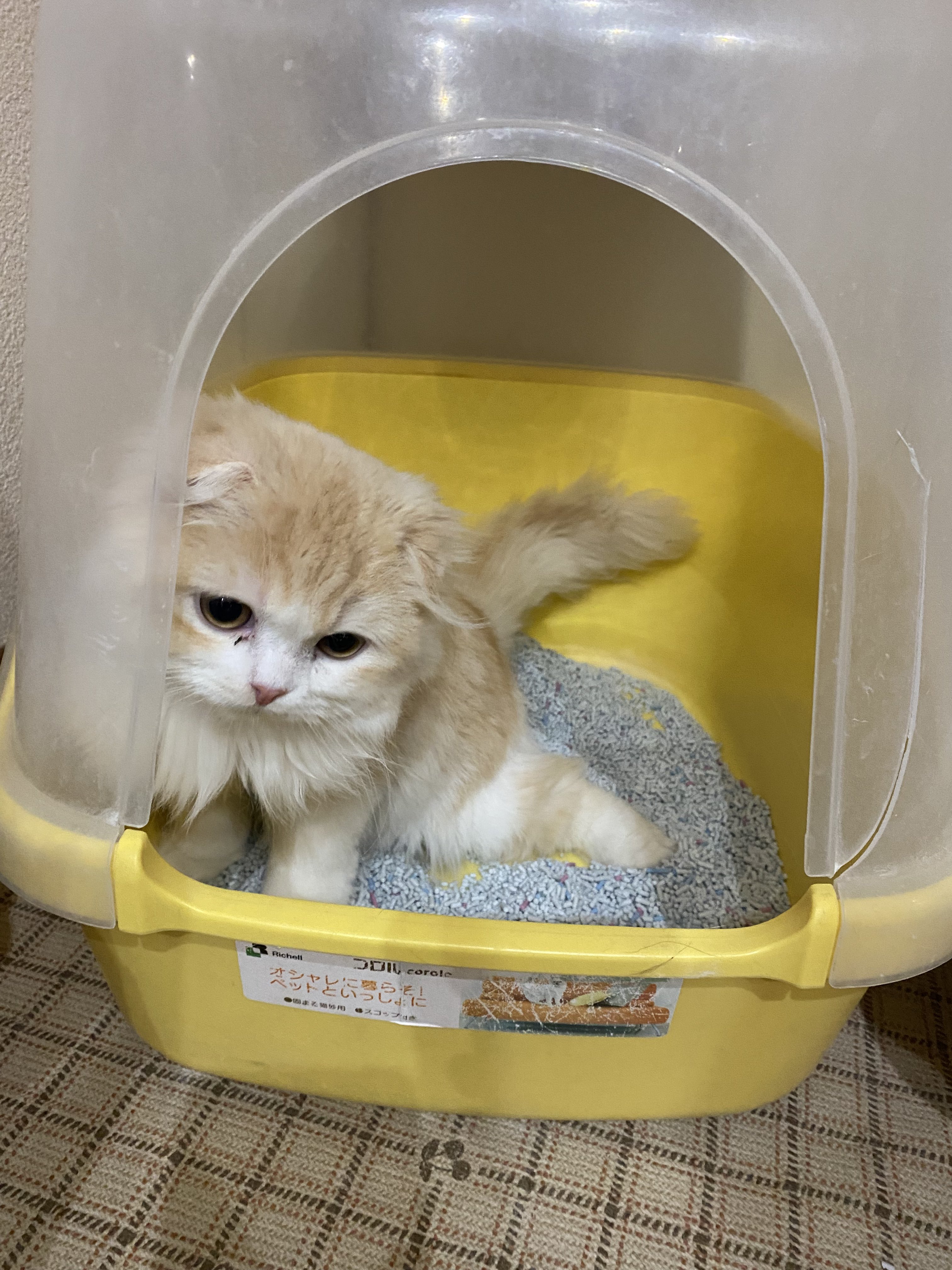 保護猫カフェ鶴橋店 ２階 元保護猫カフェマンチカン 里親募集 スコティッシュフォールド スニュー 21 10 4生 初めてのおもちゃにビックリしていましたが 徐々に遊んでくれました めちゃめちゃ可愛く お問合せも多いです 後ろ脚が