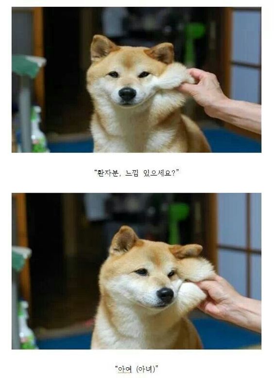 gugija1's tweet photo. 아여 아우느끼엄는데어 https://t.co/9X0B8STUwn