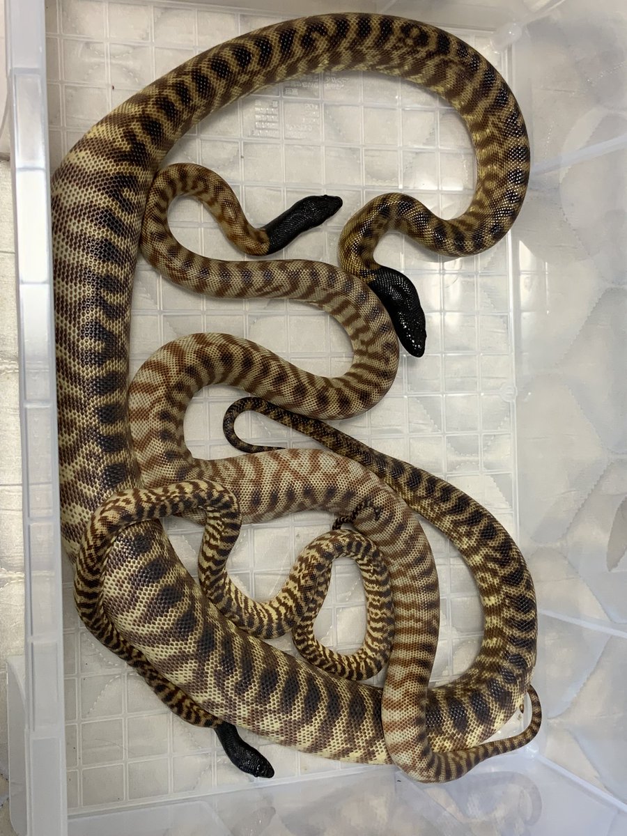 Snake_Party96's tweet photo. ガラガラなウチの子達❤
全員脱皮、給餌、メンテで初顔合わせ
やっぱりこの不思議な柄が大好きだな♪
次は神レプで良い子いたらいいんだけど
下手にアザンに出会ってしまったらどうしよう🥺🥺🥺
そんな事考えながらお酒を呑む🍶

記録用メモ
2022/04/05
ルッチ2297㌘
ラム965㌘
プリン300㌘ https://t.co/HC3040Ugkr