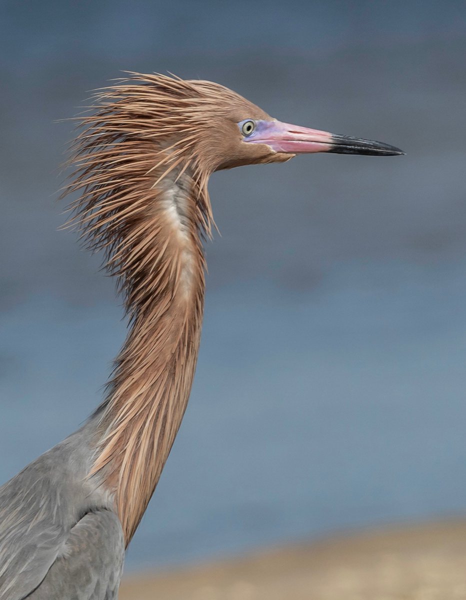 cwssbs's tweet photo. @CanonUSAimaging Reddish egret at Dauphin Island, R6 with 100-500. https://t.co/YaJoEVVhjb