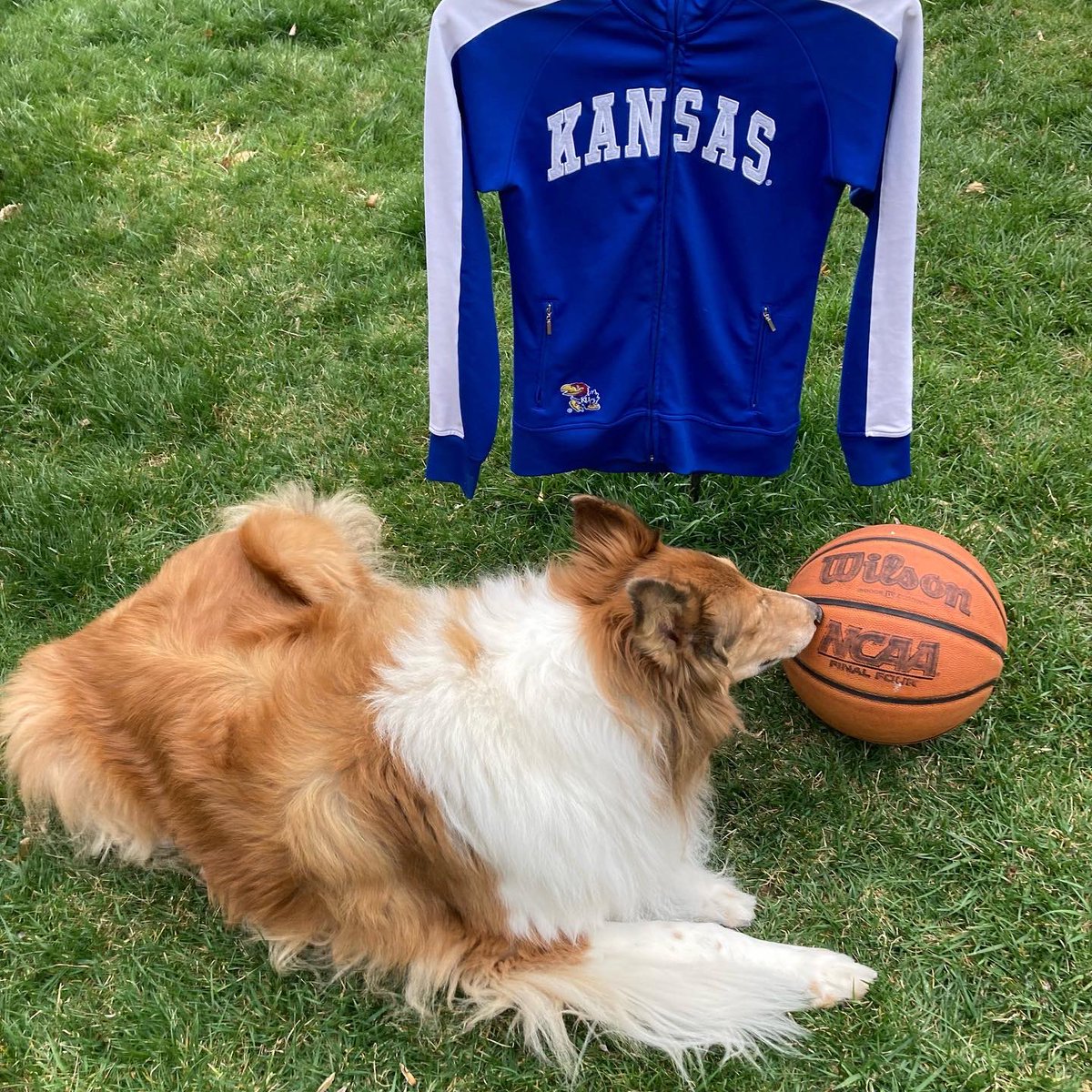 CollieCrusader's tweet photo. ๐ Letโs go #Kansas! @KUHoops
๐๐๐
We found this great jacket while treasure hunting ๐ today so we believe itโs a good sign for tonightโs game. #LetsGoJayhawks #MarchMadness
๐๐๐
#finalfour #KU #Jayhawks #mygoodwillfind #collie https://t.co/IfJzSBBqmZ
