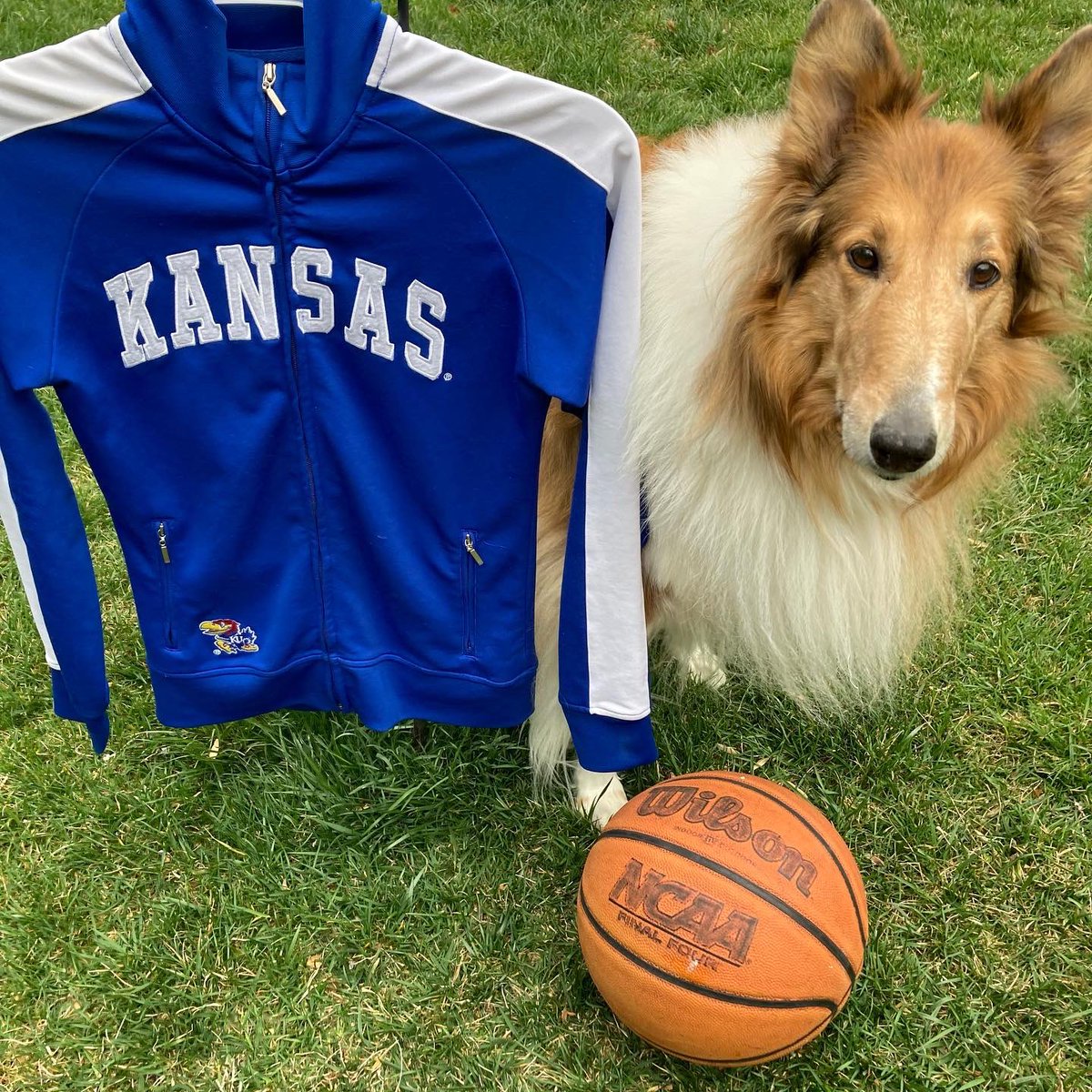 CollieCrusader's tweet photo. ๐ Letโs go #Kansas! @KUHoops
๐๐๐
We found this great jacket while treasure hunting ๐ today so we believe itโs a good sign for tonightโs game. #LetsGoJayhawks #MarchMadness
๐๐๐
#finalfour #KU #Jayhawks #mygoodwillfind #collie https://t.co/IfJzSBBqmZ