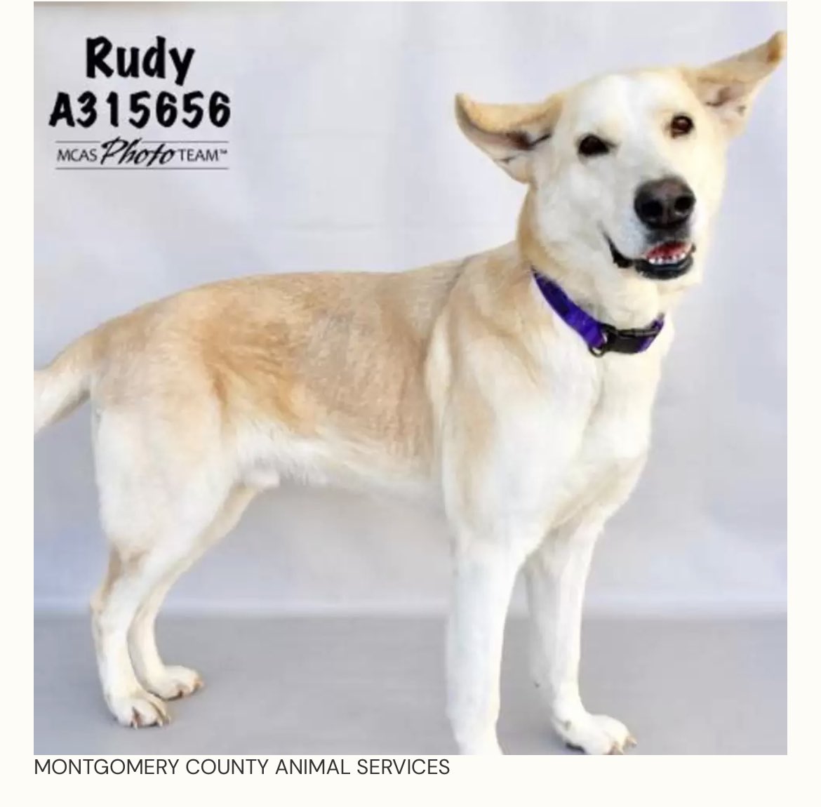 Texas Peeps, Rudy is in Conroe looking for a home. He’s been at the shelter 3 years. Let’s find him a home. Please share!
#AdoptDontShop
