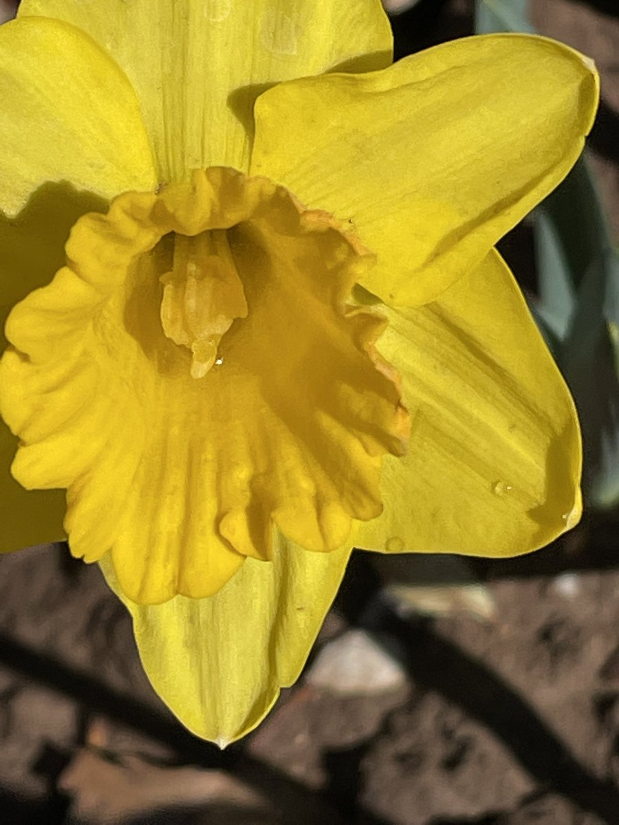 joelwillmon's tweet photo. West Texas Daffodil 2022
#gardening https://t.co/5KaRA8oWva