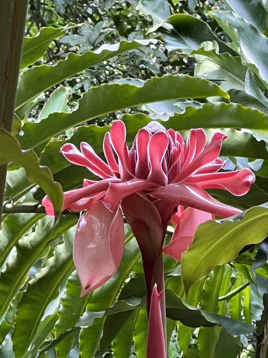 nelabozzi's tweet photo. Flor: Bastón del Emperador. BEJUMA Edo. Carabobo https://t.co/mf7JbPJsP2