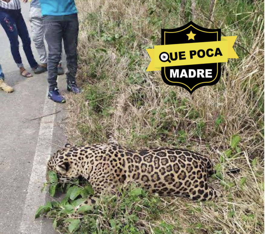 QuePocaMadre_Mx's tweet photo. !Jaguares muertos tras la construcción del Tren Maya! 🐆

Denuncian ya varios Jaguares atropellados en carreteras que tratan de huir tras el #ECOCIDIO ocasionado por el #TrenMaya  
ya que el tramo 7 atraviesa la Reserva de la Biosfera de Calakmul https://t.co/CsKDG4JHlz