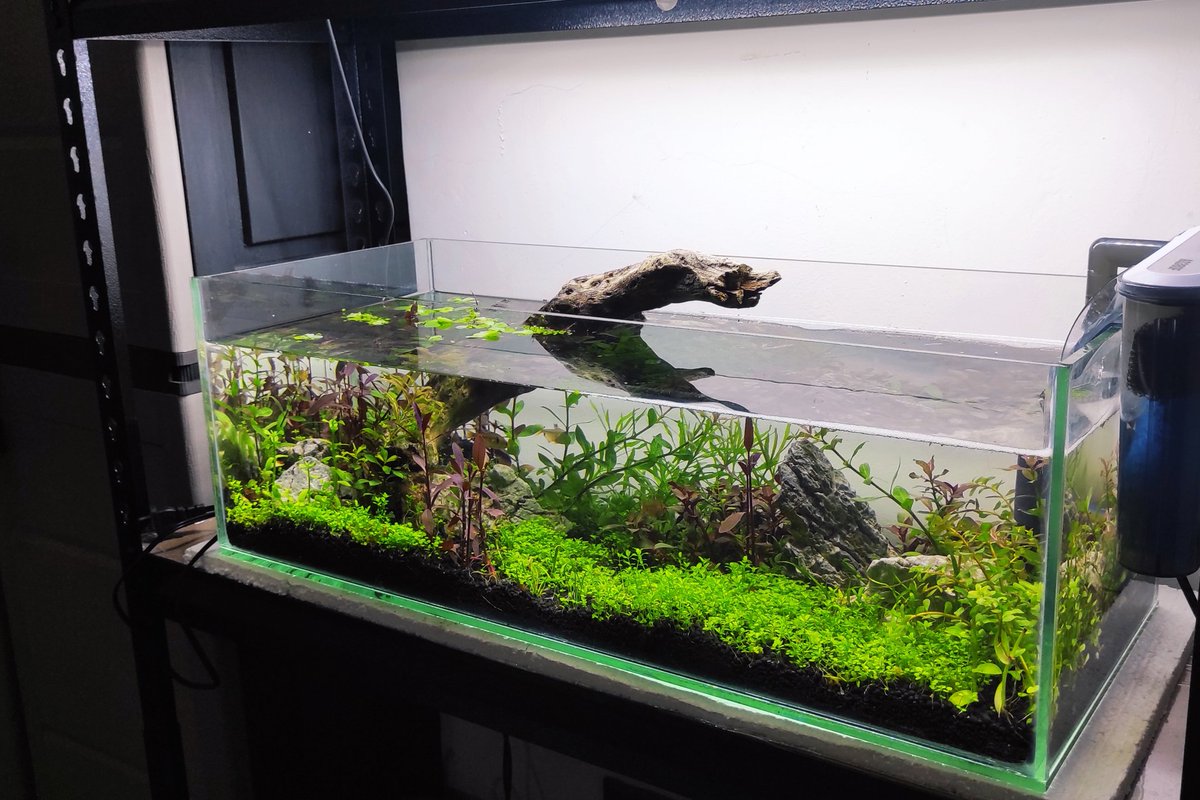 kittybe01392405's tweet photo. Crystal clear fresh water shallow tank 😌❤️

#happyaquascape 
#Aquascaping 
#therapy 
#happyfish 
#lowtechtank
#shallowtank https://t.co/utF2CH92oL