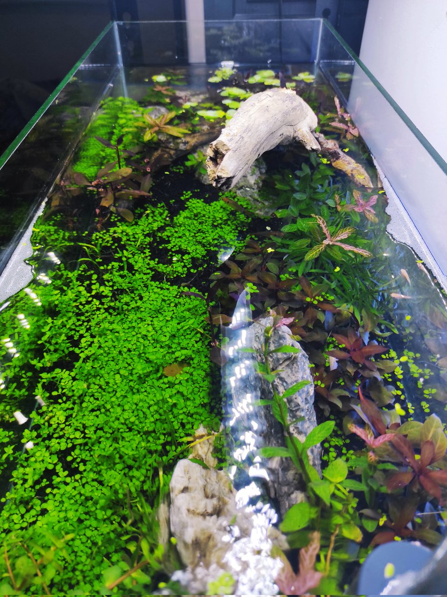 kittybe01392405's tweet photo. Crystal clear fresh water shallow tank 😌❤️

#happyaquascape 
#Aquascaping 
#therapy 
#happyfish 
#lowtechtank
#shallowtank https://t.co/utF2CH92oL