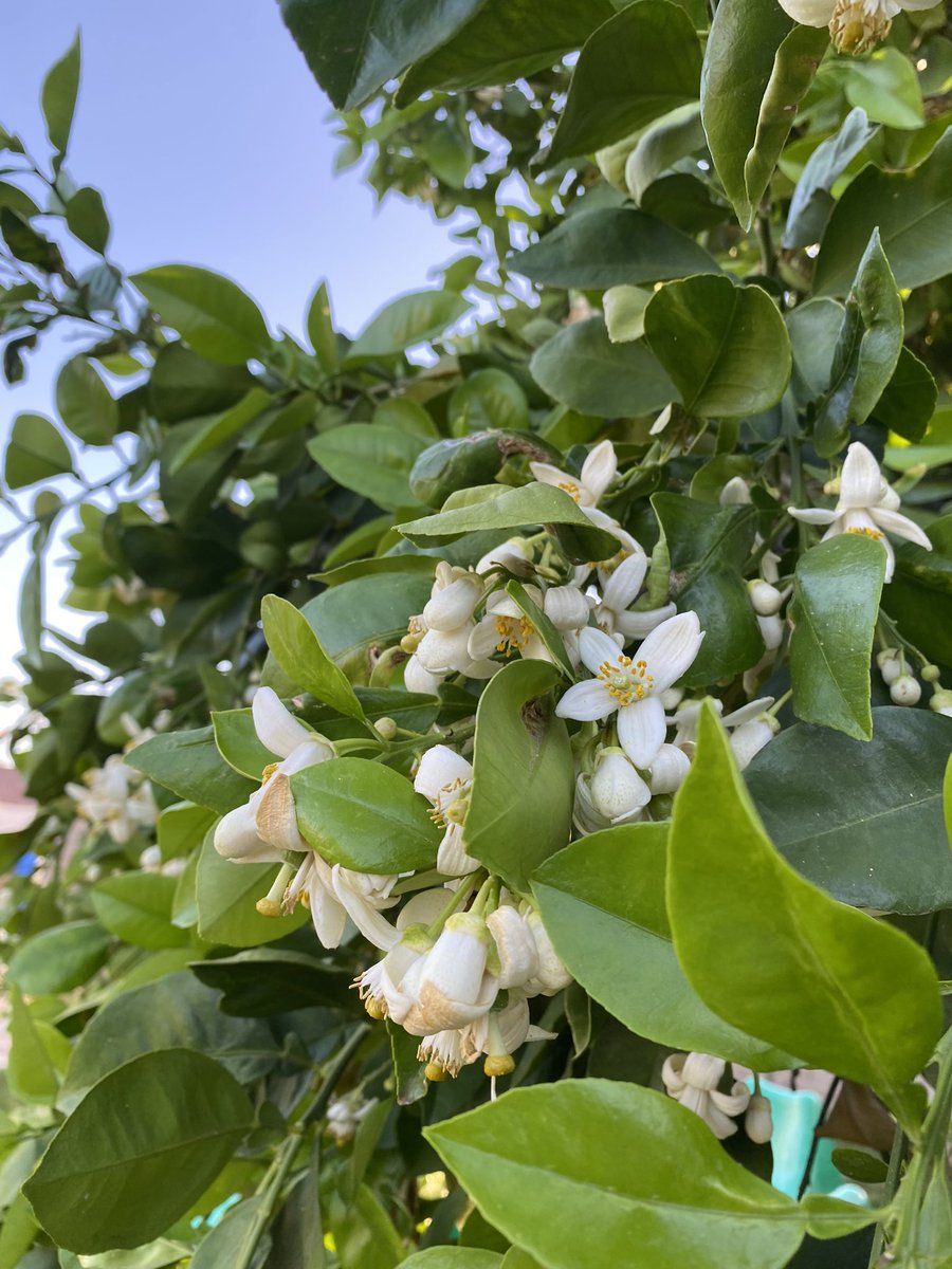 ClarkRimsza's tweet image. Arizona citrus blooms. The best smell, ever! My oranges, lemons, and grapefruits are coming right along! The figs and apples are doing amazing as well! Some lavender for good measure. #azspring #citrus #the5Cs