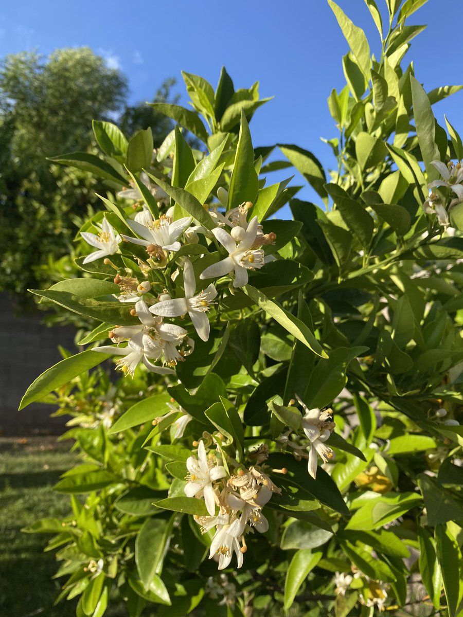 ClarkRimsza's tweet image. Arizona citrus blooms. The best smell, ever! My oranges, lemons, and grapefruits are coming right along! The figs and apples are doing amazing as well! Some lavender for good measure. #azspring #citrus #the5Cs
