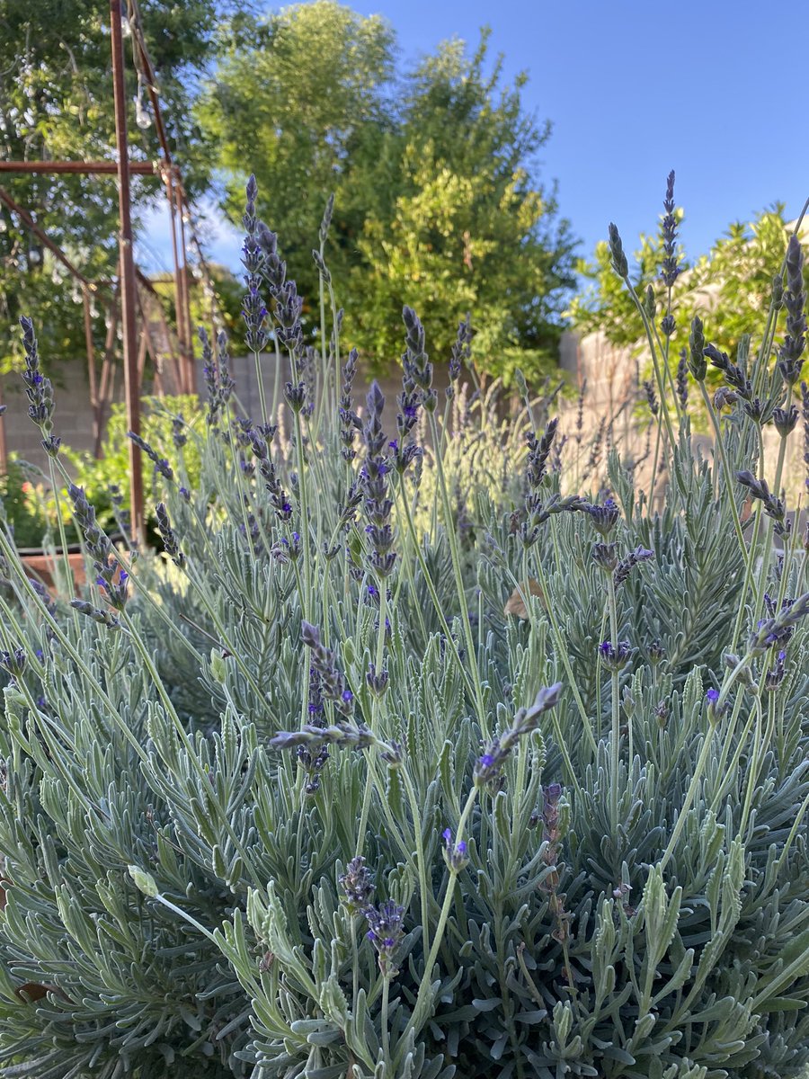 ClarkRimsza's tweet image. Arizona citrus blooms. The best smell, ever! My oranges, lemons, and grapefruits are coming right along! The figs and apples are doing amazing as well! Some lavender for good measure. #azspring #citrus #the5Cs