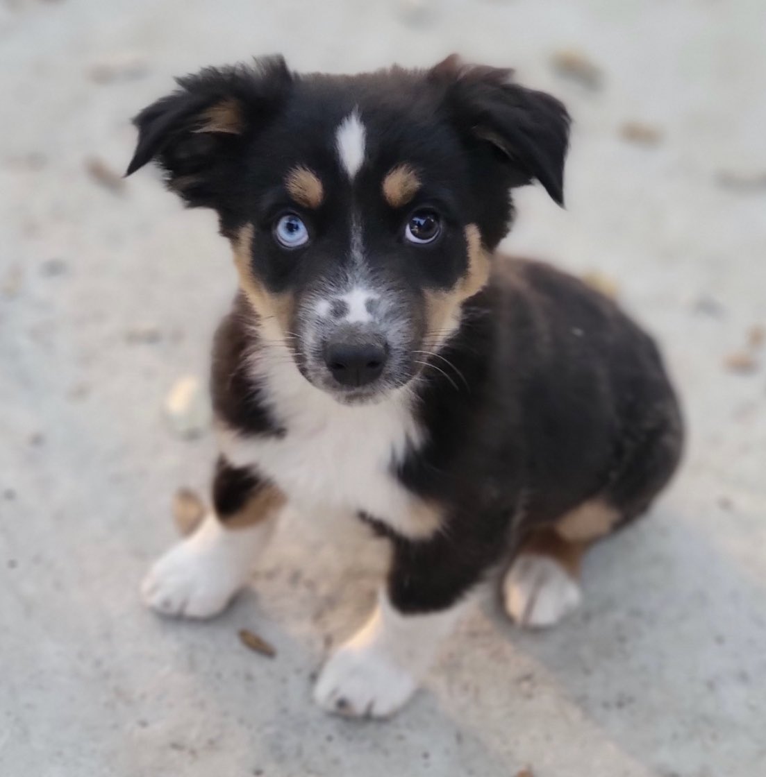 Brian Brushwood tweet media