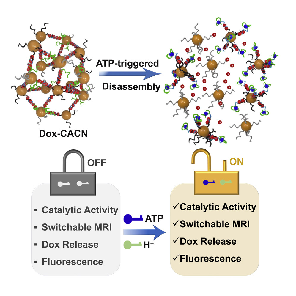 Innov_Materials's tweet photo. Chem

Dual key co-activated #nanoplatform for switchable #MRI monitoring accurate #ferroptosis-based #synergistic #therapy 

@Chem_CP @CellPressNews @The_InnovationJ

https://t.co/5gBoIdHgp6 https://t.co/sNU6imBMh4