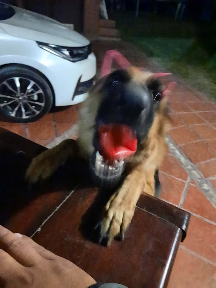 WalMaxburgos's tweet photo. A estas horas te gusta jugar! #Yanay https://t.co/4i7vrNUIXJ
