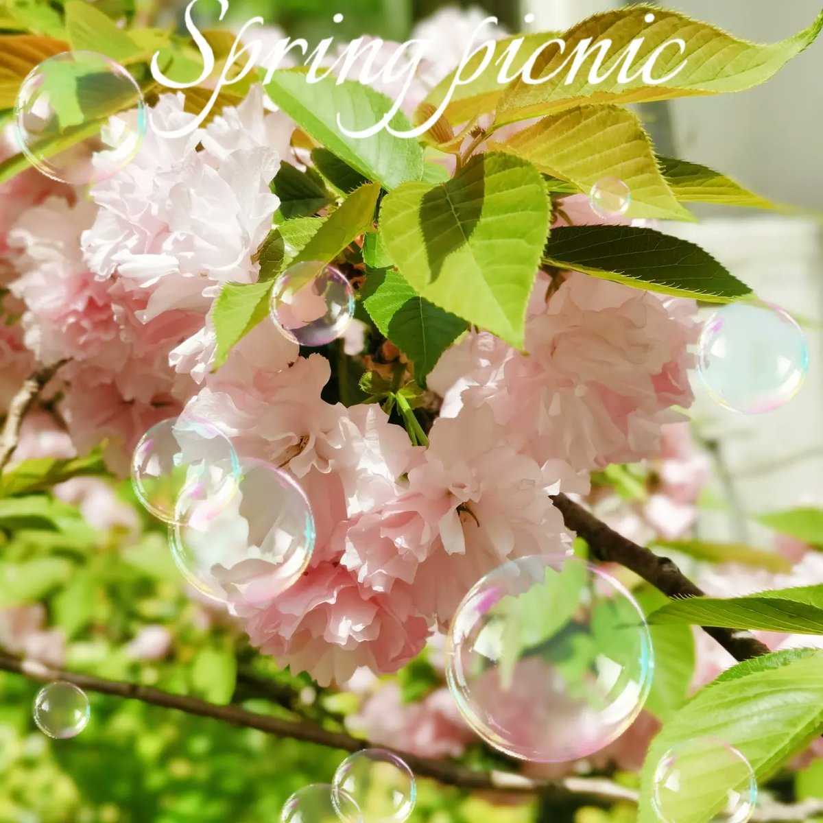 Para Para Sakura