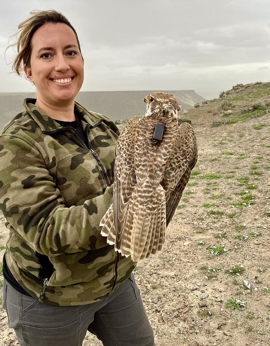 2nd transmitter of 2022 out! This amazing male Prairie Falcon is sporting a @CellTrackTech gsm transmitter. Where he goes & habitat he selects will teach us about predator foraging in disturbed landscapes. #RaptorResearch #movementecology (HandledUnderPermits w/ProperTraining)