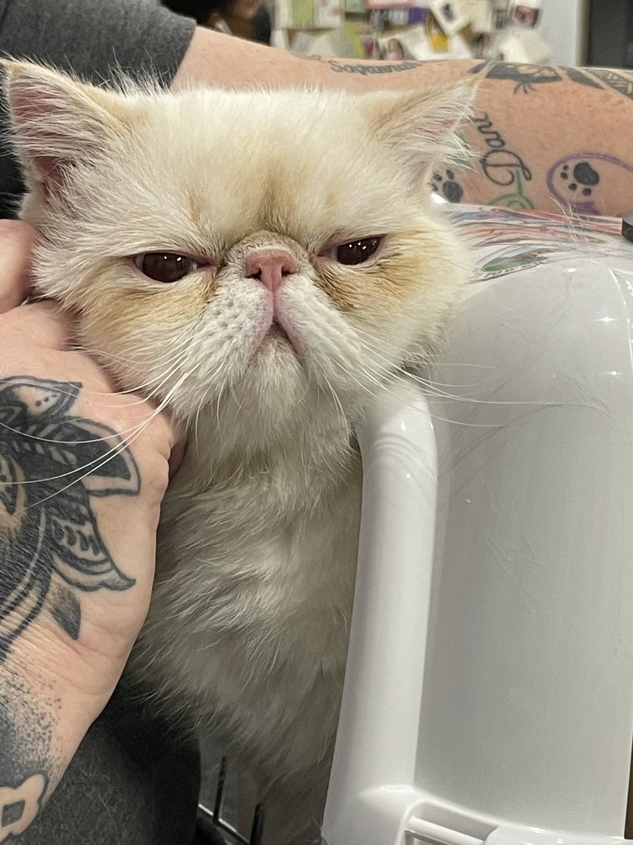 arip818's tweet photo. @catsofinstagram https://t.co/2gQrg9ivAC