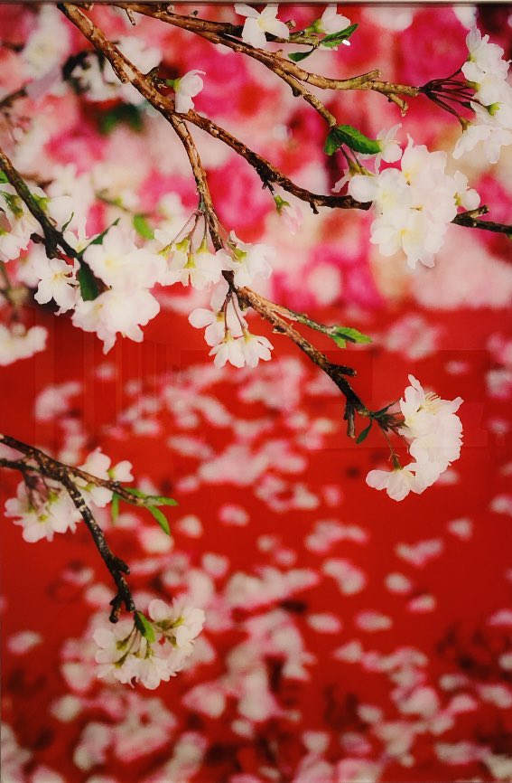 蜷川実花展富山 Twitter Search Twitter