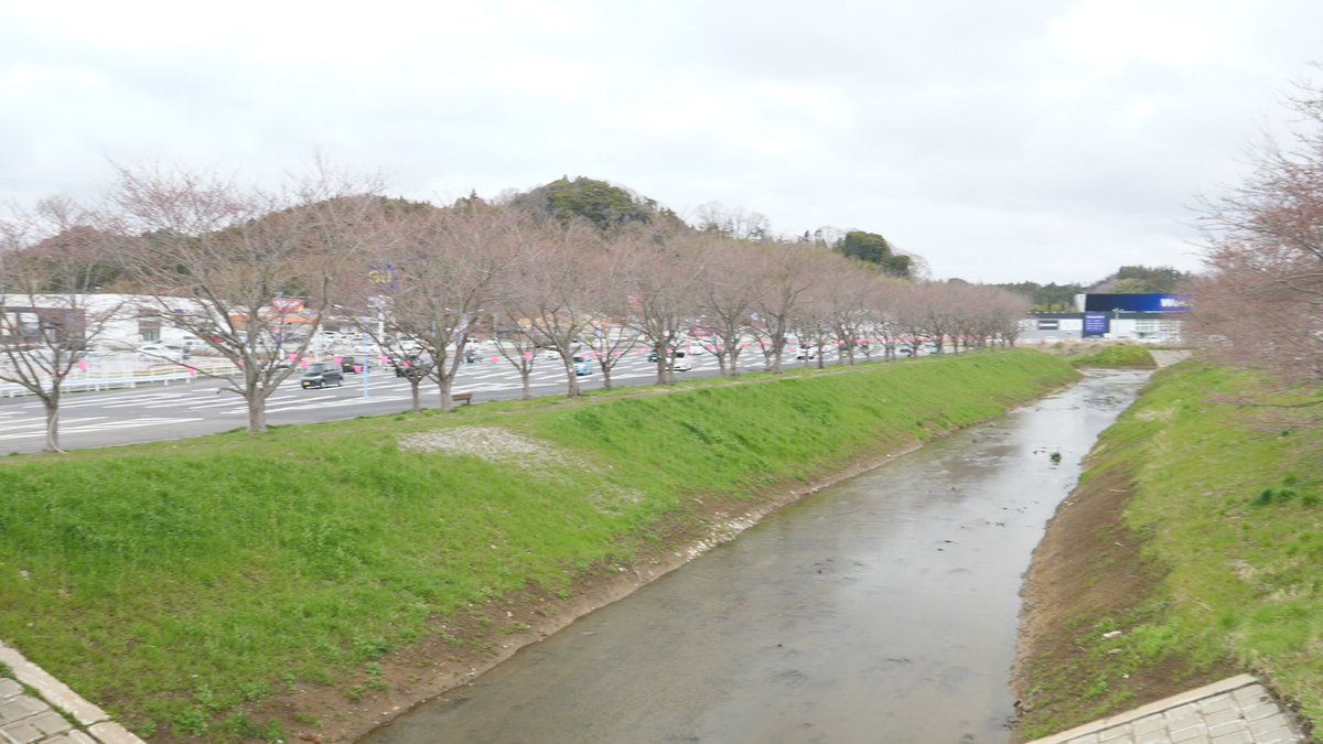 ふくしま桜紀行 今日はいわき市から 鹿島の千本桜からレポートです 残念ながらまだ蕾が多いです ここ数日中には開花しそうです 22 04 05 福島市のローカルニュース Rfcラジオ福島 ぐるっと相双