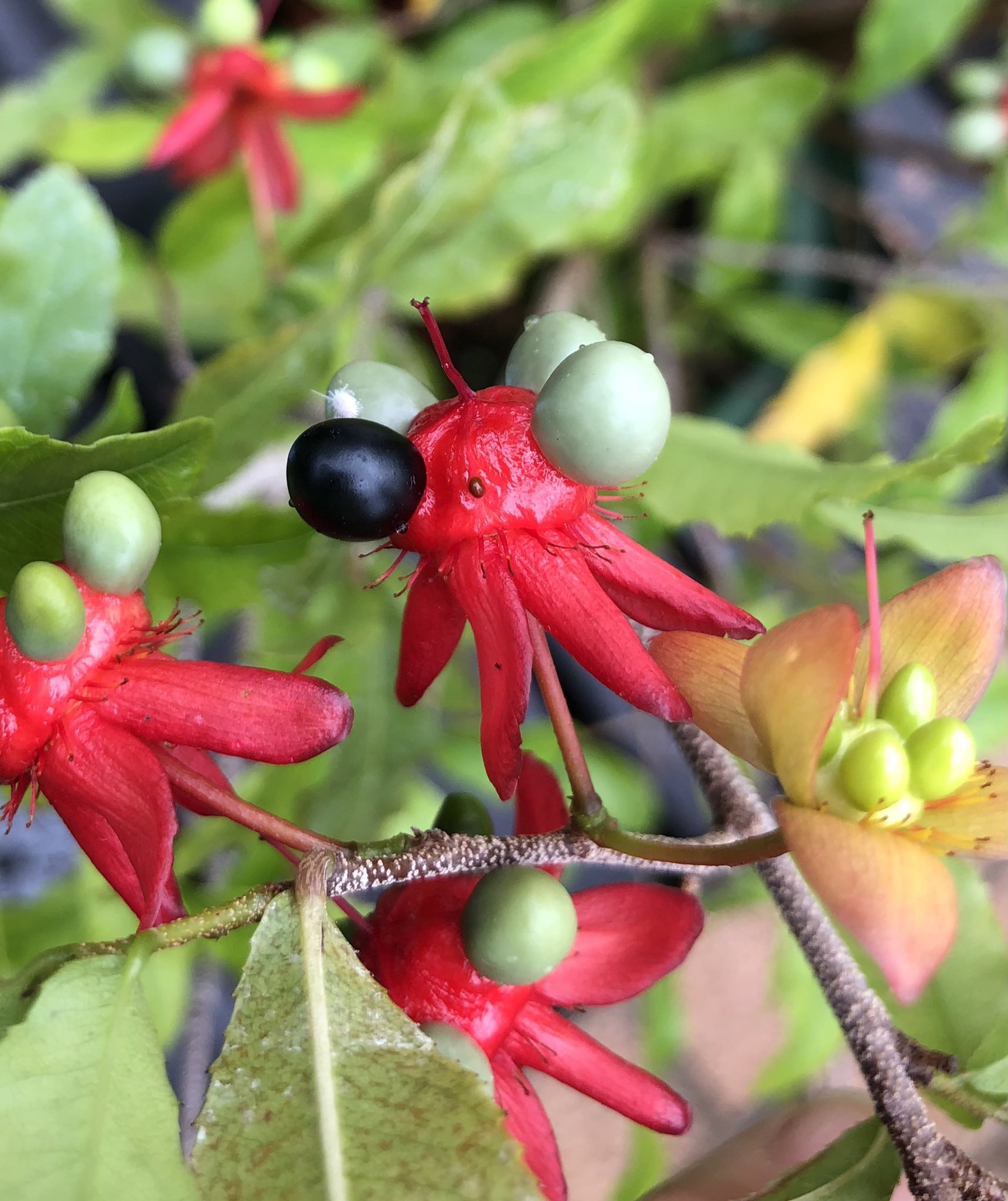 とちぎ花センター 公式 ミッキーマウスの木に いろんな ッキーが出現してきました これがミッキーマウスに見えるか見えないかは あなたの心の中にいるミッキーマウスのかずに比例する 本当の名前はオクナセルラタ オブラディオブラダに似てる