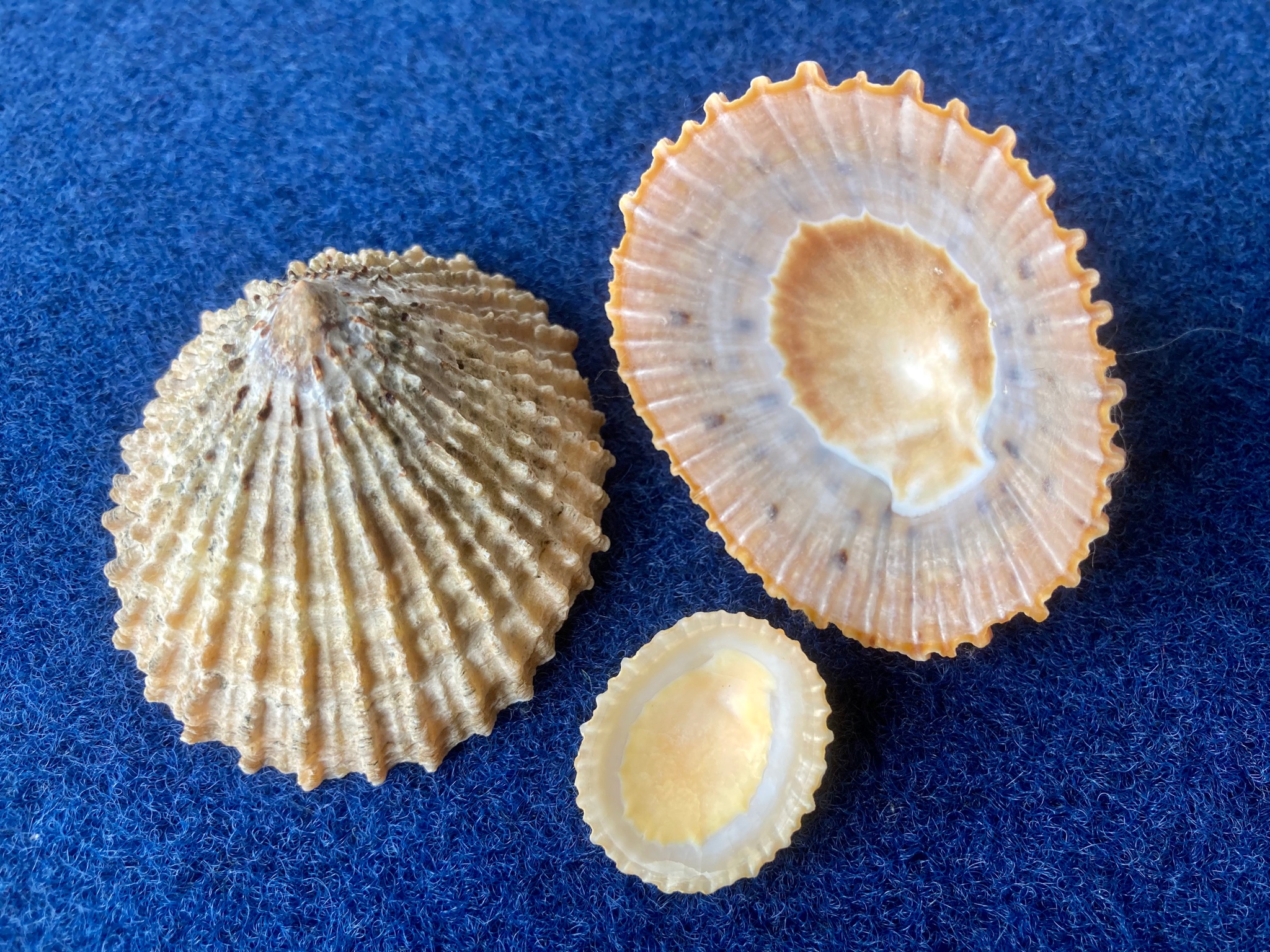 貝殻日和 4月5日は 小笠原返還記念日 小笠原諸島 特産の カサガイ 笠貝 食用になるそうです 貝殻日和 T Co Hzhdelc3rk Twitter 貝殻日和 4月5日は 小笠原返還記念日 小笠原諸島 特産の カサガイ 笠貝 食用になるそうです 貝殻日和 T Co Hzhdelc3rk Twitter