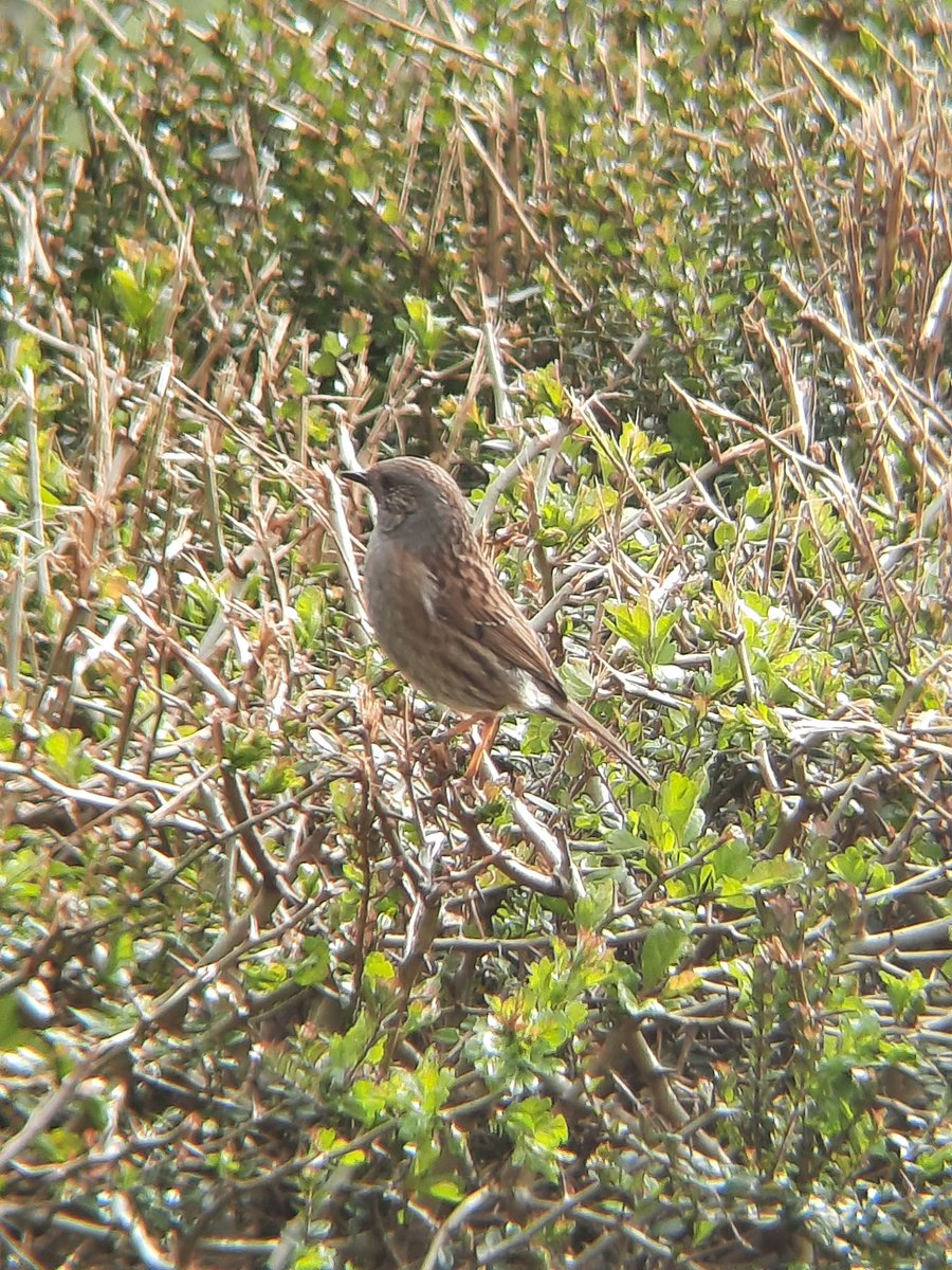 RuralNethercote's tweet photo. So many wild birds rely on the #habitat provided by the #hedgerows &amp; #trees in rural #Nethercote #Banbury. Concreting this area for an industrial estate will see all this habitat lost. Please sign the petition to #keepnethercoterural https://t.co/MucRyyyxyg https://t.co/9or8iestxa