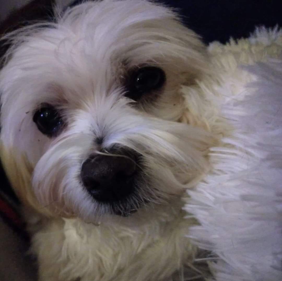 Kaseigh3's tweet photo. This is #BittyWhite - she shouts at us all day long. But I wouldn't trade a second... https://t.co/CXyWNgXObJ
