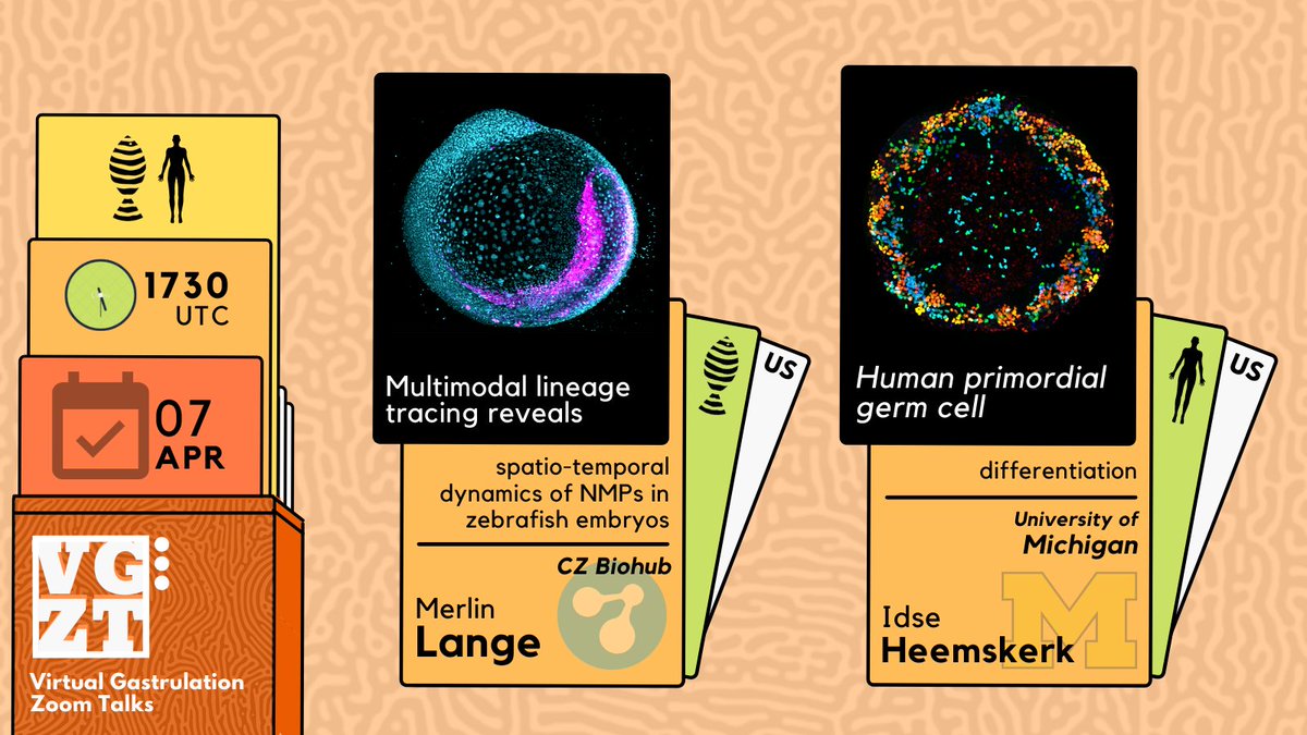 Virtual Gastrulation Zoom Talks tweet media