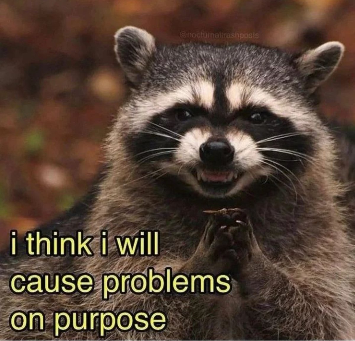 lifewitharielfu's tweet photo. i learned my compiler's spirit animal is a racoon, specifically this one - isn't he adorable?
#cprogramming #csharp #csharpisbetter #cs354 #uwmadison #womenincs https://t.co/zMTx8SyPBk